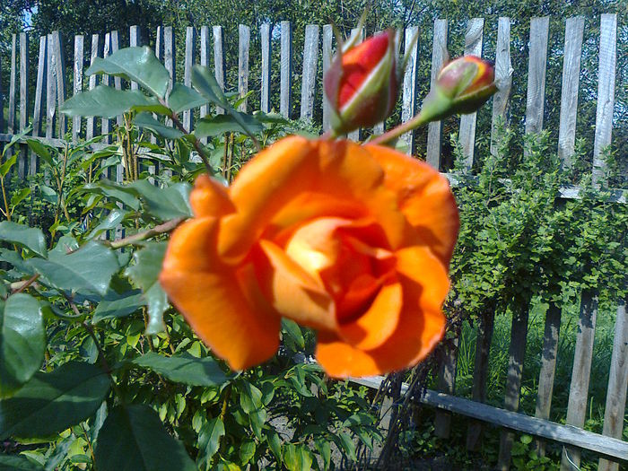 Westerland