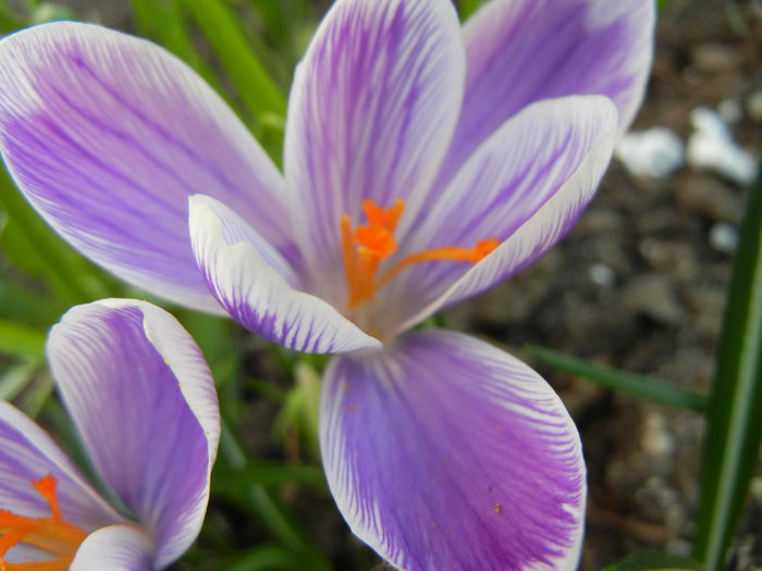 Crocus Pickwick (2014, March 12)