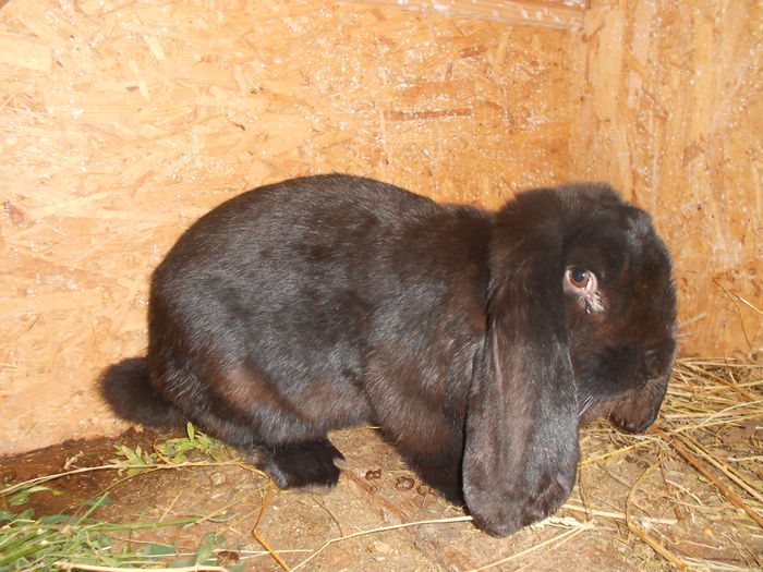 Picture 80 140 - NEGRUTA