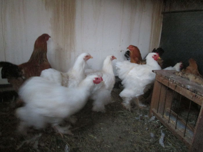 IMG_3367 - Tineret 2014