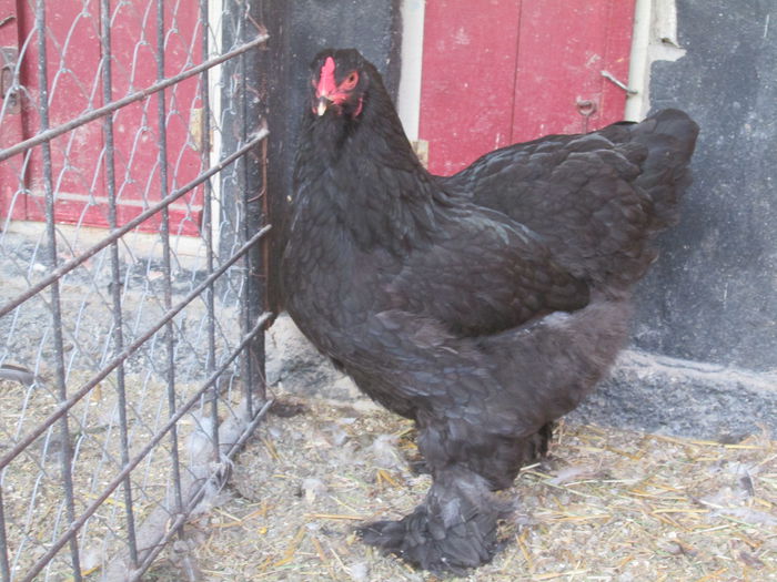 IMG_3313; Puica brahma negru
