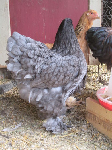 IMG_3205; puica brahma albastru
