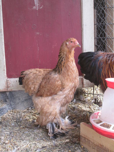 IMG_3206; puica brahma columbia
