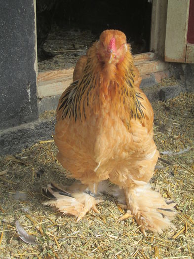 IMG_3207; puica brahma columbia
