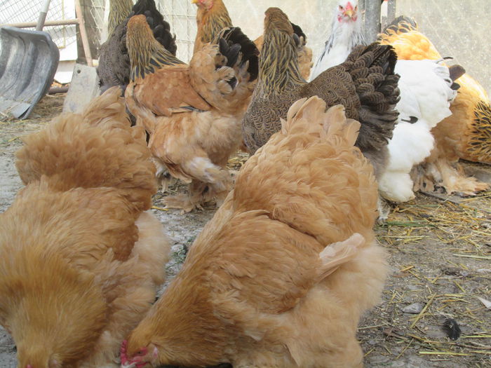 IMG_3251; puici cochinchina   brahma columbua
