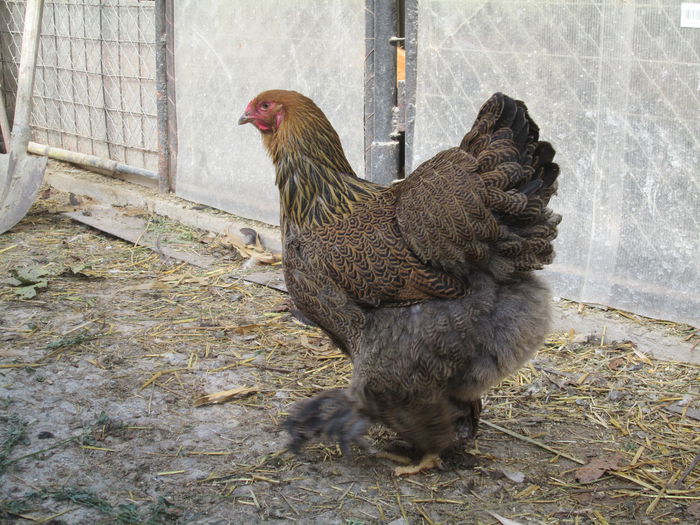 IMG_3267; puica brahma potarnichiu
