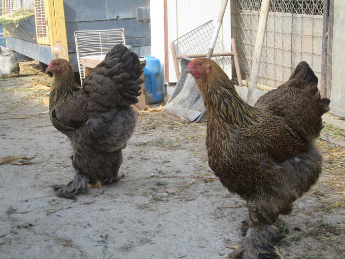 IMG_3268; puici brahma potarnichiu
