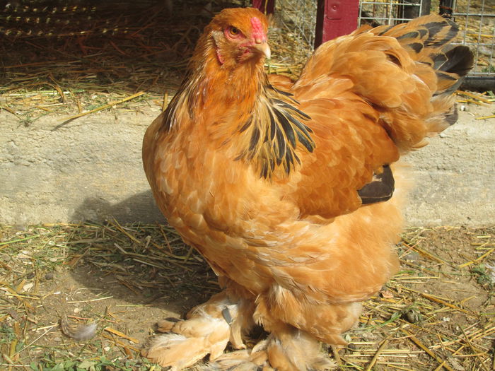 IMG_3269; puica brahma columbia
