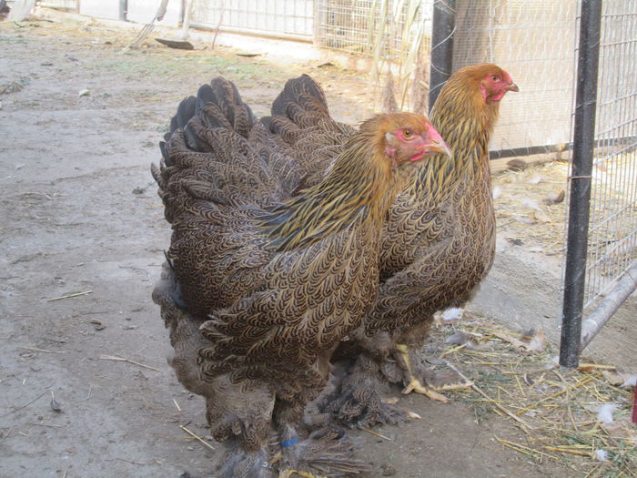 IMG_3270; puici brahma potarnichiu
