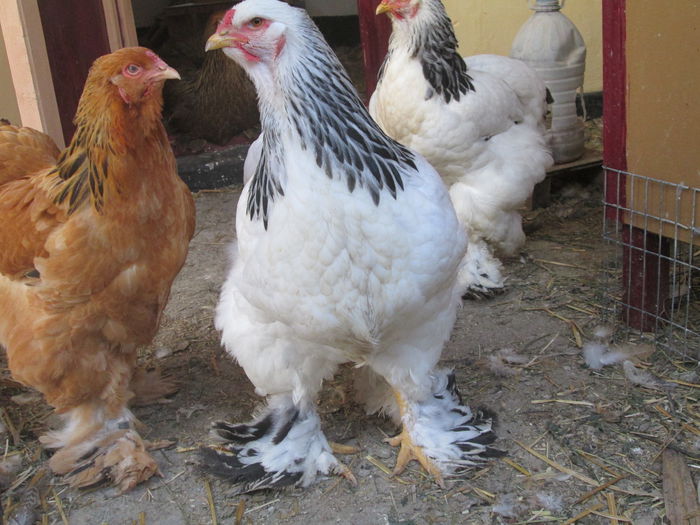 IMG_3284; puica brahma herminat deschis
