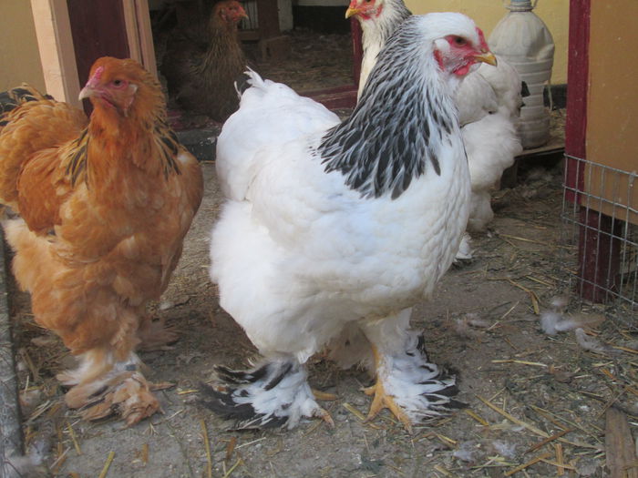 IMG_3285; puica herminat deschis
