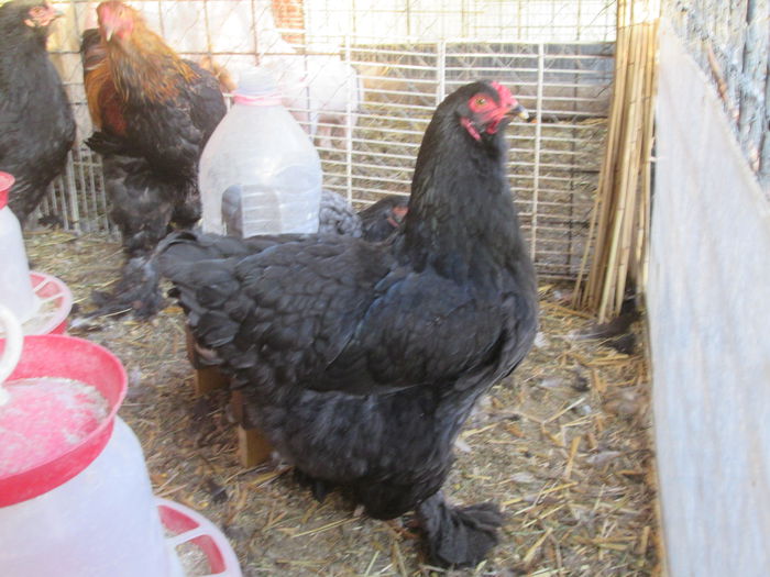 IMG_3292; puica brahma negru
