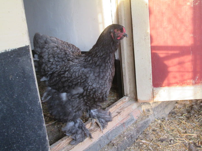 IMG_3299; puica brahma albastru
