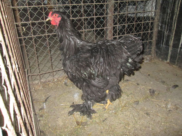 IMG_3340; Cocos brahma negru
