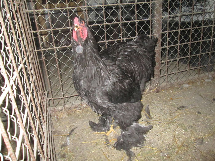 IMG_3341; cocos brahma negru
