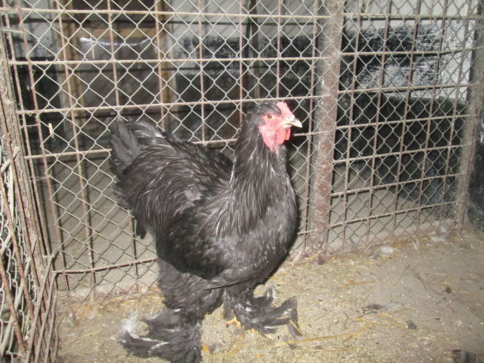 IMG_3342; cocos brahma negru
