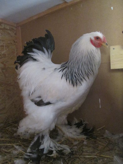 IMG_3241; cocs herminat deschis
