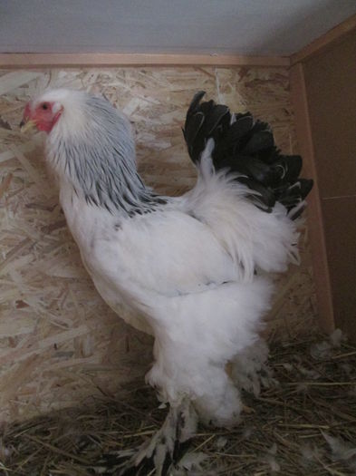 IMG_3244; cocos herminat deschis
