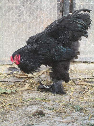 IMG_3255; cocos brahma negru
