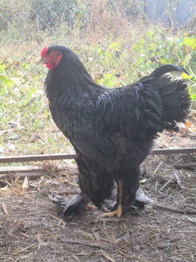 IMG_3265 - Tineret 2014