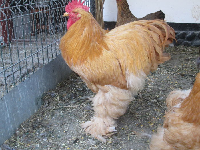 IMG_3281 - Tineret 2014