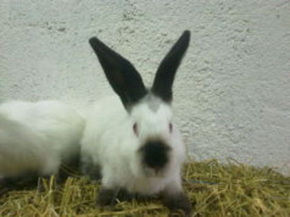  - A-IEPURI TINERET CALIFORNIAN
