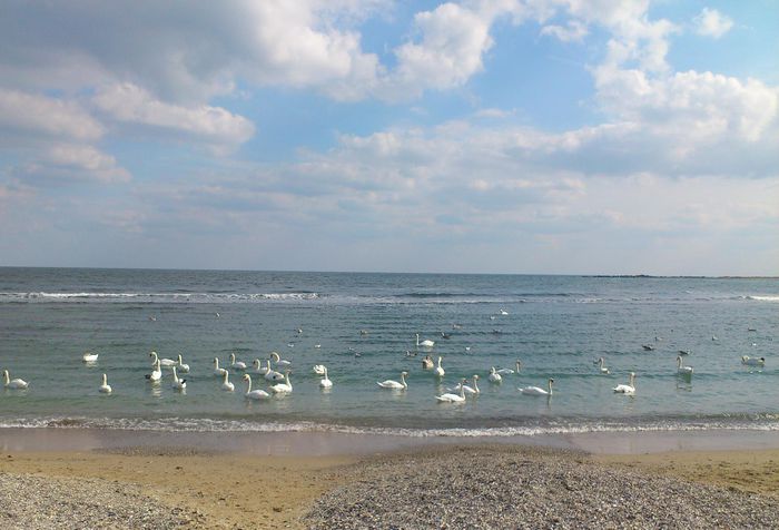 o mare neagra albita de lebede - Marea Neagra_Dobrogea