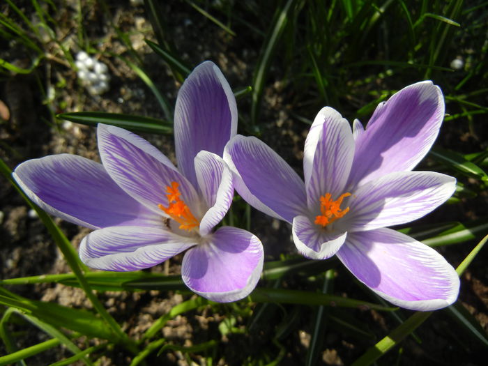 Crocus Pickwick (2014, March 14)