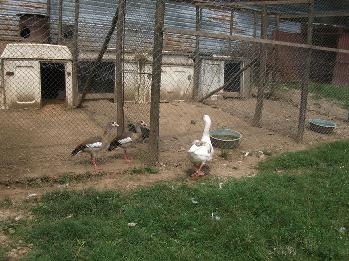 Picture 053 - toamna 2014