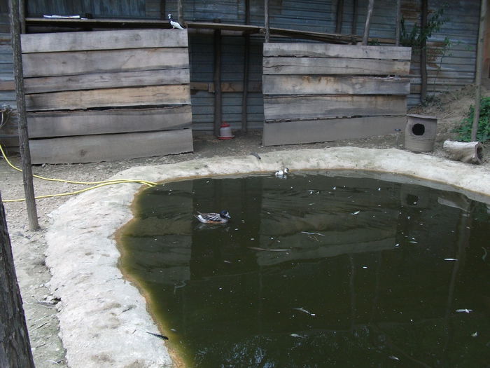 Picture 058 - toamna 2014