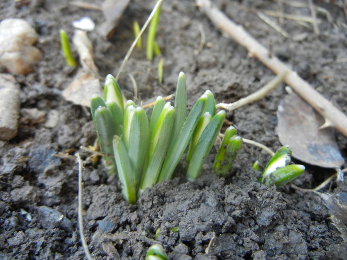 Snowdrops (2014, February 14)