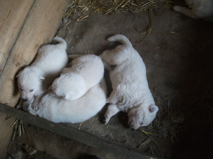 Picture 060 - toamna 2014