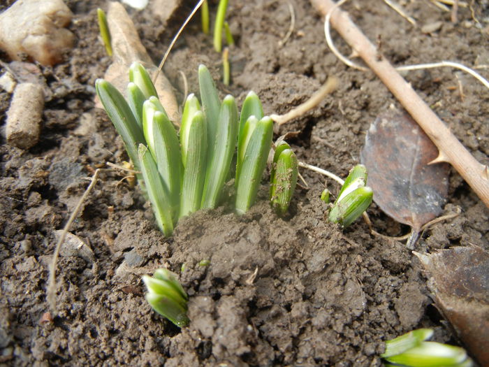 Snowdrops (2014, February 15) - GHIOCEI_Galanthus nivalis
