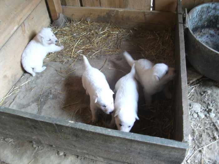 Picture 067 - toamna 2014