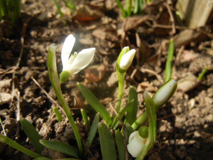 Snowdrops (2014, February 17) - GHIOCEI_Galanthus nivalis