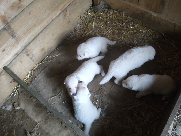 Picture 071 - toamna 2014