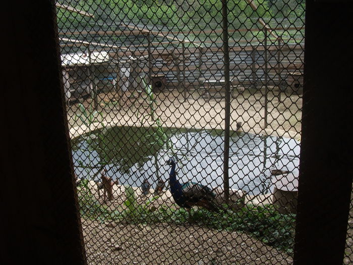 Picture 072 - toamna 2014