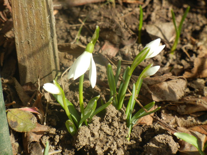 Snowdrops (2014, February 17) - GHIOCEI_Galanthus nivalis
