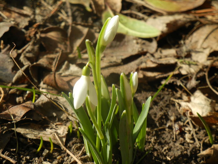 Snowdrops (2014, February 17) - GHIOCEI_Galanthus nivalis