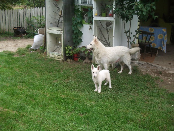 Picture 076 - toamna 2014