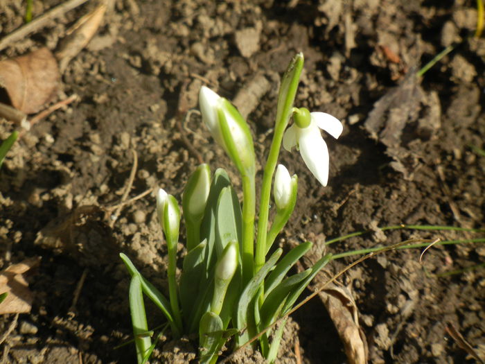Snowdrops (2014, February 17)