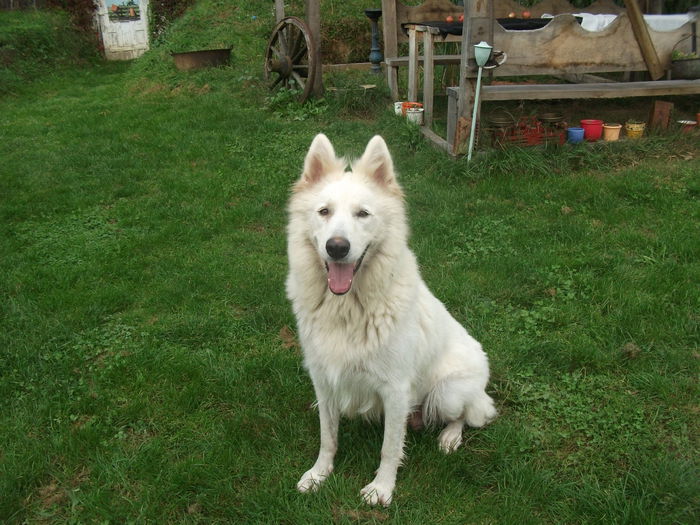 Picture 080 - toamna 2014