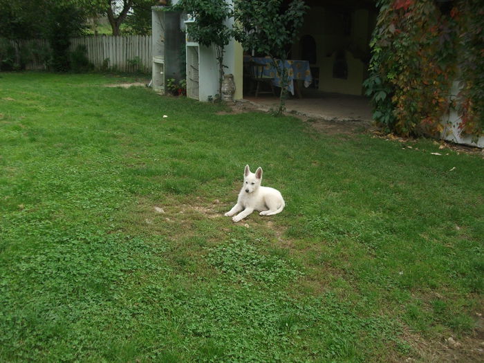 Picture 081 - toamna 2014