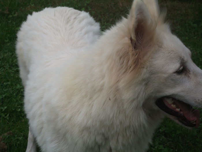 Picture 089 - toamna 2014