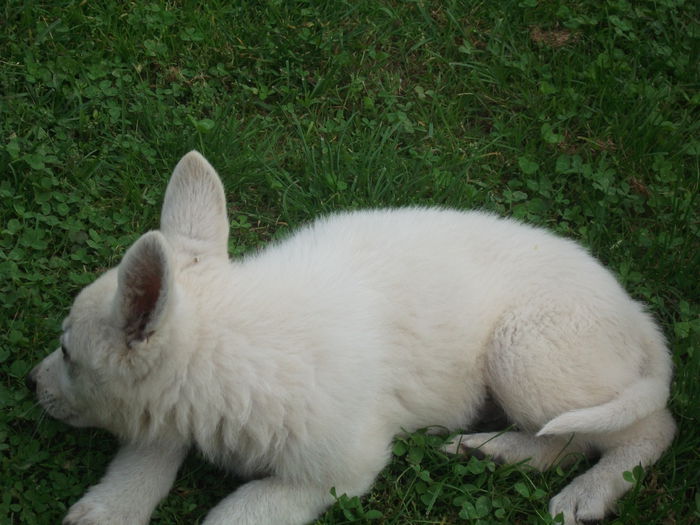 Picture 096 - toamna 2014