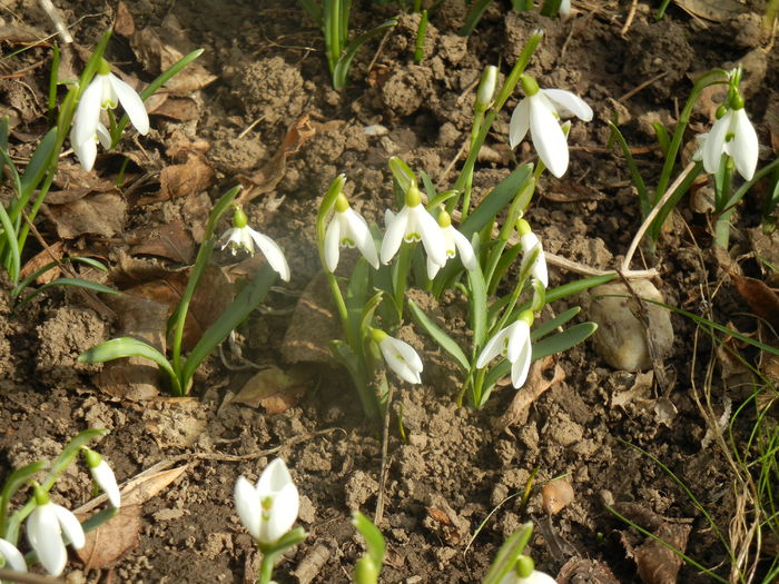 Snowdrops (2014, February 19) - GHIOCEI_Galanthus nivalis