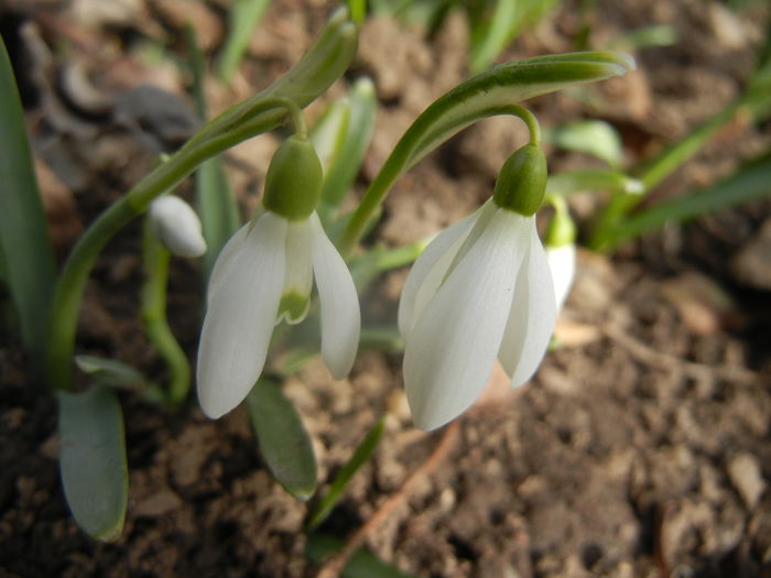 Snowdrops (2014, February 19) - GHIOCEI_Galanthus nivalis
