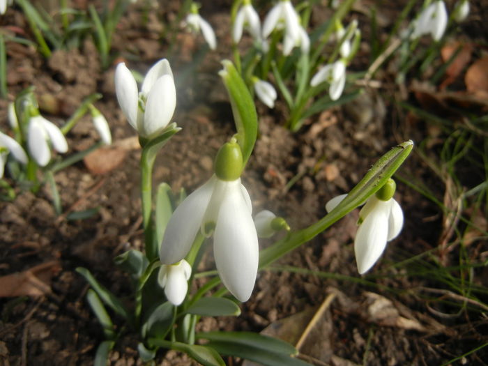 Snowdrops (2014, February 19) - GHIOCEI_Galanthus nivalis