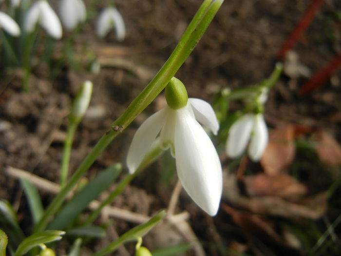 Snowdrops (2014, February 19) - GHIOCEI_Galanthus nivalis