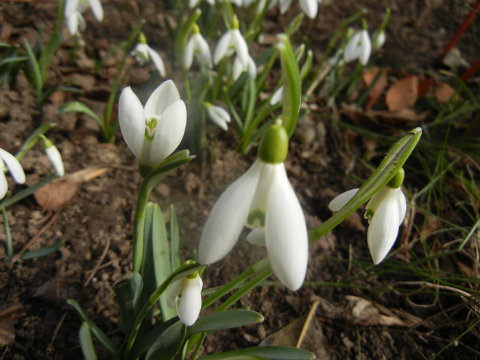 Snowdrops (2014, February 19) - GHIOCEI_Galanthus nivalis